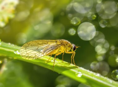 essential tan caddis fly