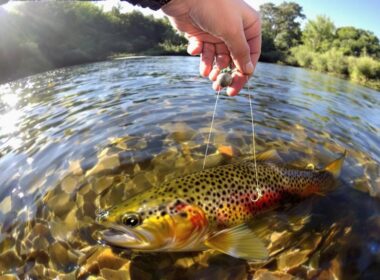 trout drop shot mastery