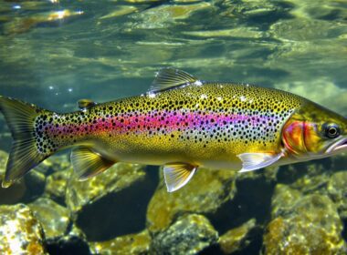 trout feeding habits explained