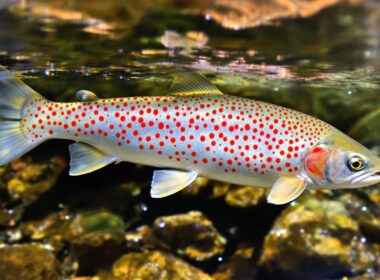 trout species with spots